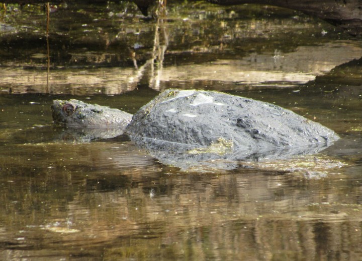 Common Snapping Turtle